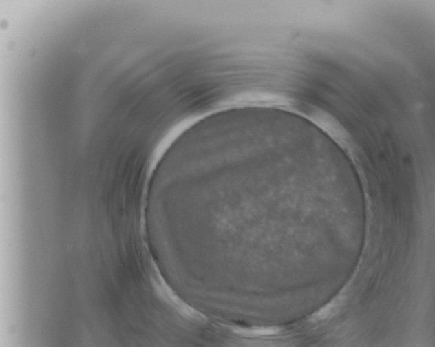 X0000062831296200601271942