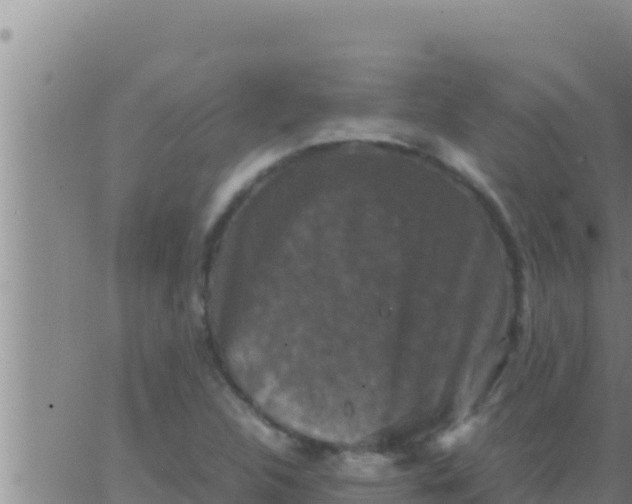 X0000062831312200601271941