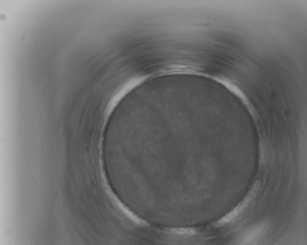 X0000062831333200601271941