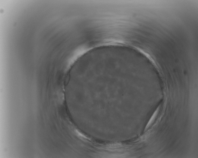 X0000062831363200601271940