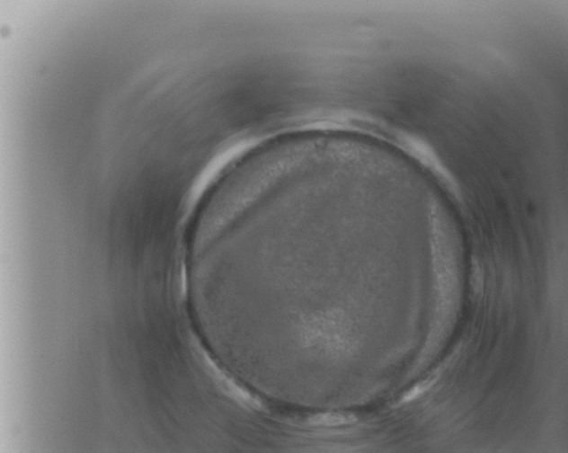 X0000062831368200601271940