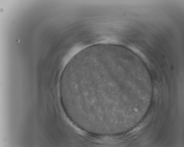 X0000062831375200601271940