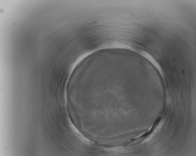 X0000062831388200601271940