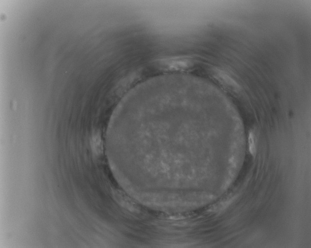 X0000062831395200601271939