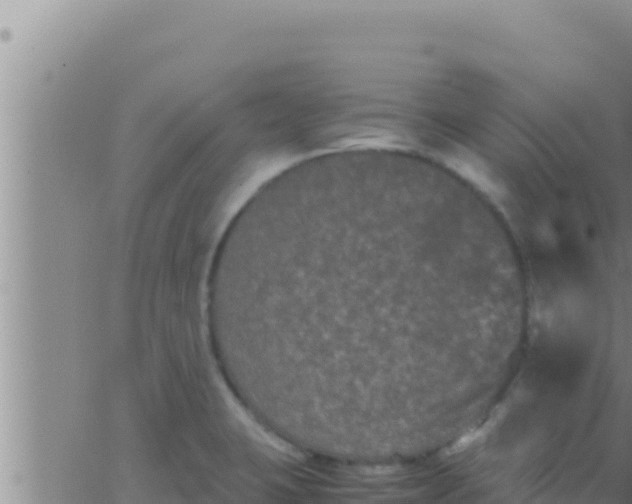 X0000062831423200601271940