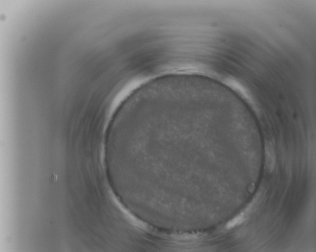 X0000062831424200601271940