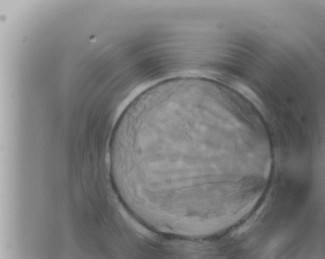 X0000062831428200601271940