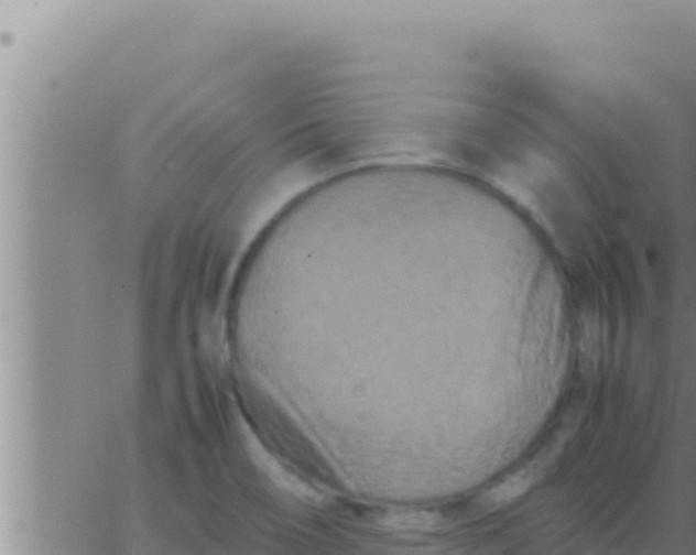 X0000062831466200601271939