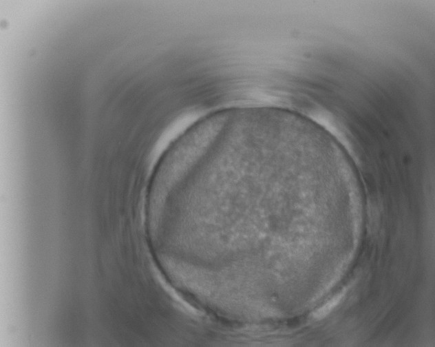 X0000062831477200601271939