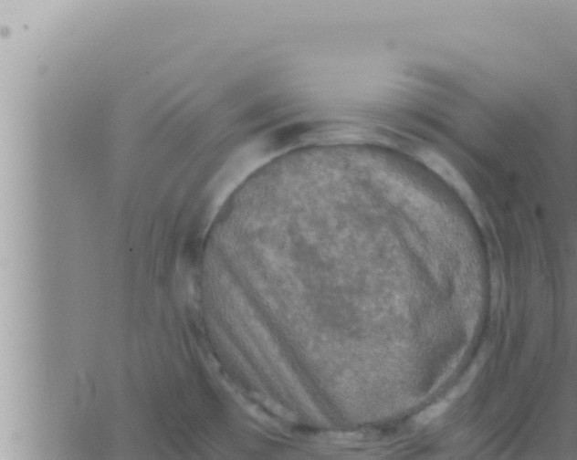 X0000062831481200601271938