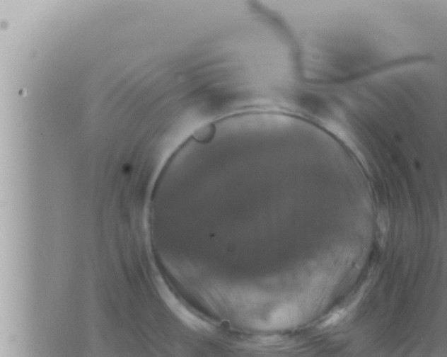 X0000062831482200601271938