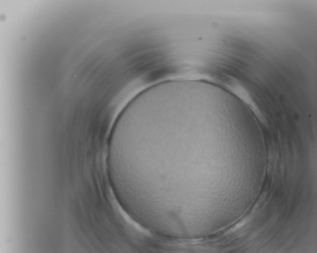 X0000062831484200601271938