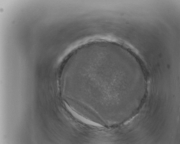 X0000062831496200601271938