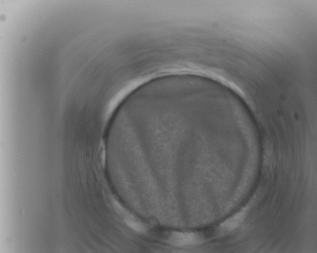 X0000062831509200601271938