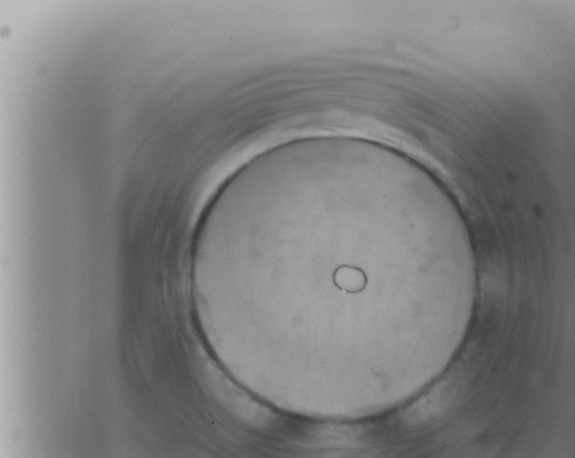 X0000062831514200601271938