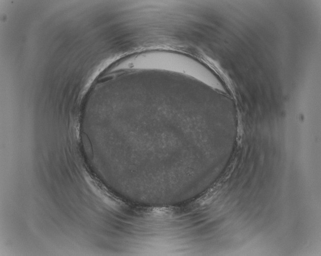 X0000062830060200602031547