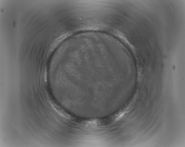X0000062830068200602031547