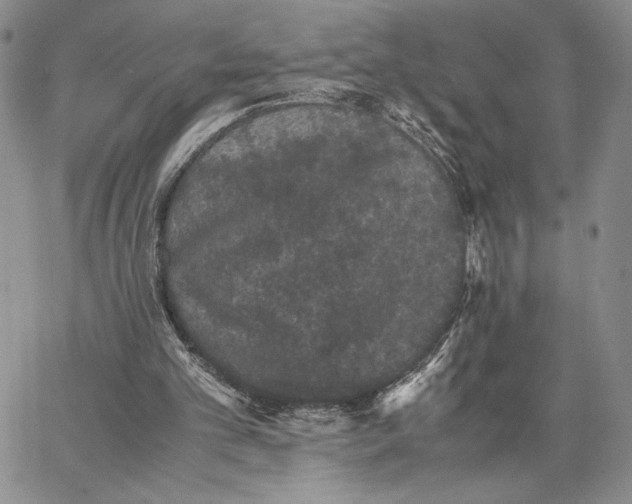 X0000062830101200602031547