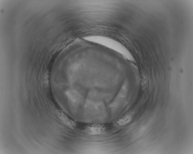 X0000062830466200602031541