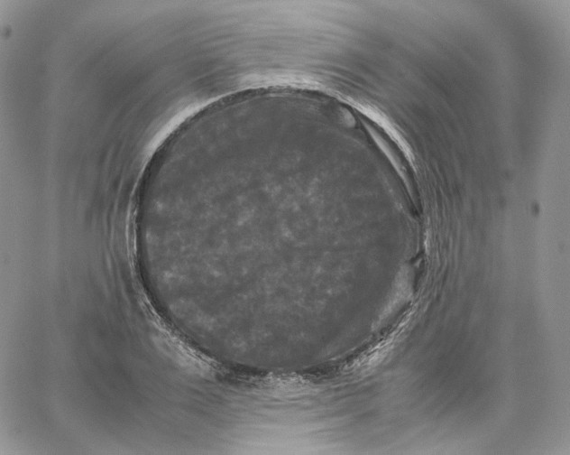 X0000062830983200602031533