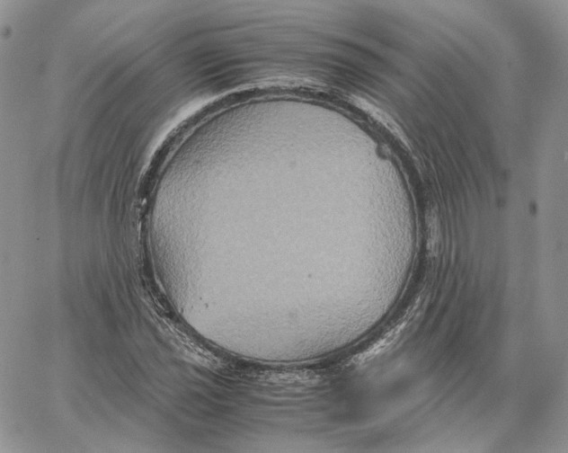 X0000062831021200602031532