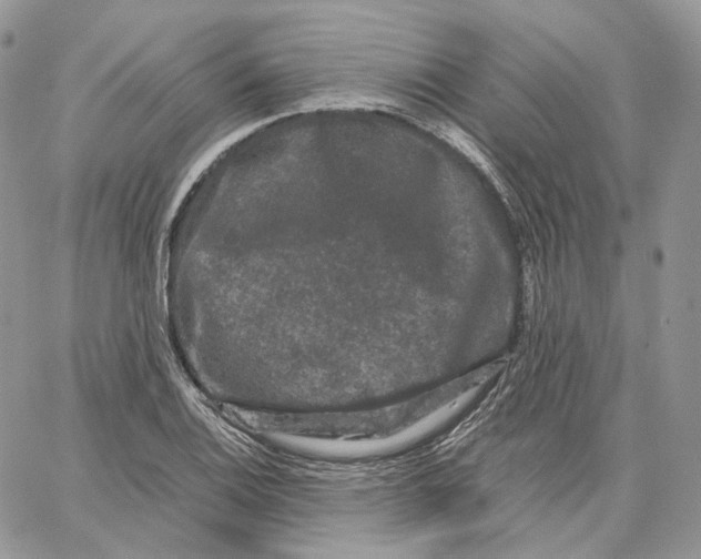 X0000062831124200602031530