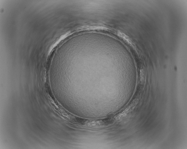 X0000062831165200602031530