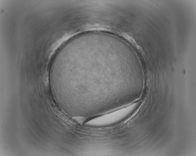 X0000062831167200602031530