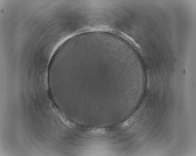 X0000062831174200602031529