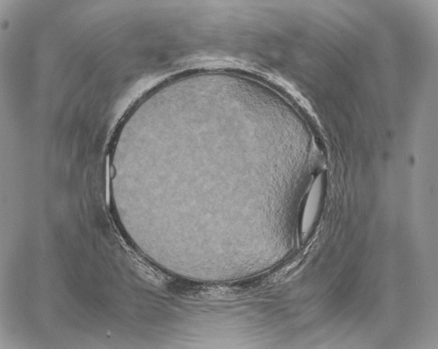 X0000062831175200602031529