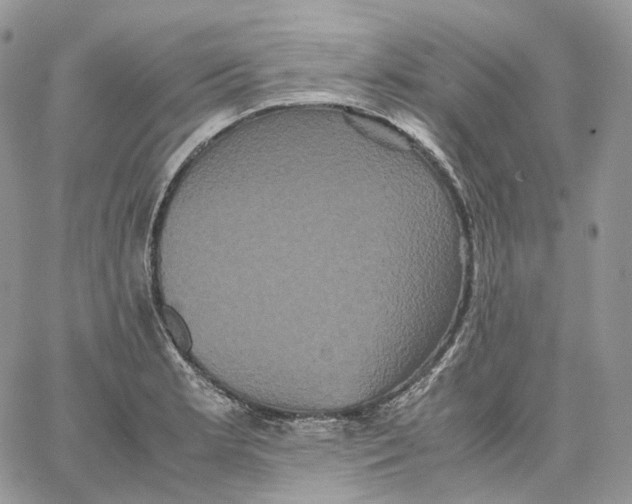 X0000062831181200602031529