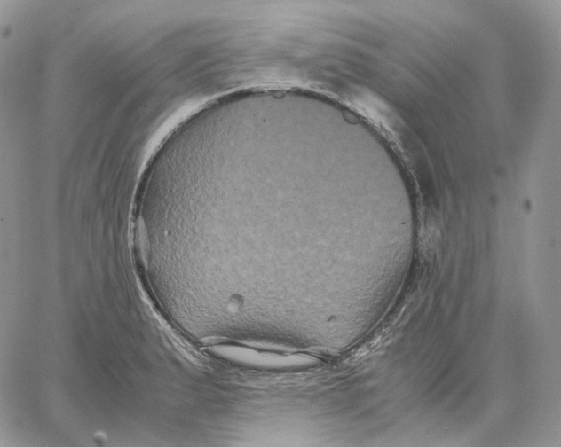 X0000062831183200602031529