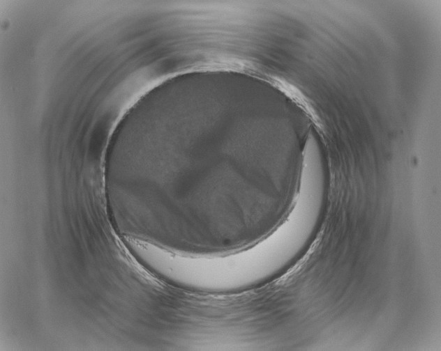 X0000062831184200602031529