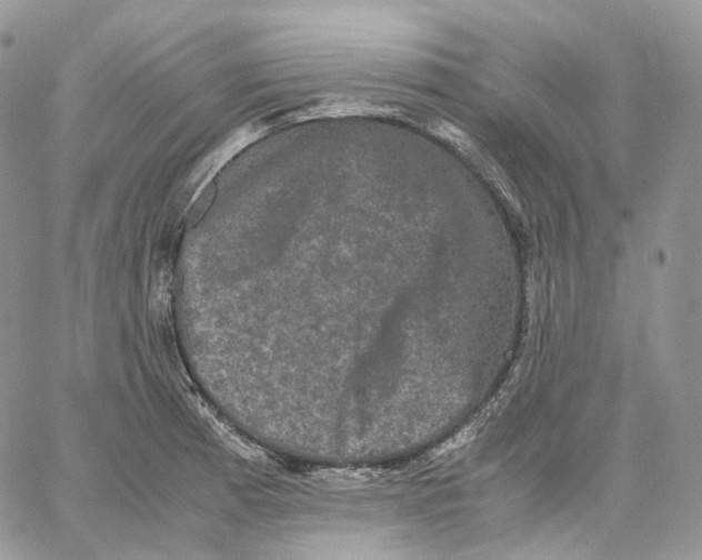 X0000062831185200602031529