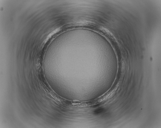 X0000062831210200602031528