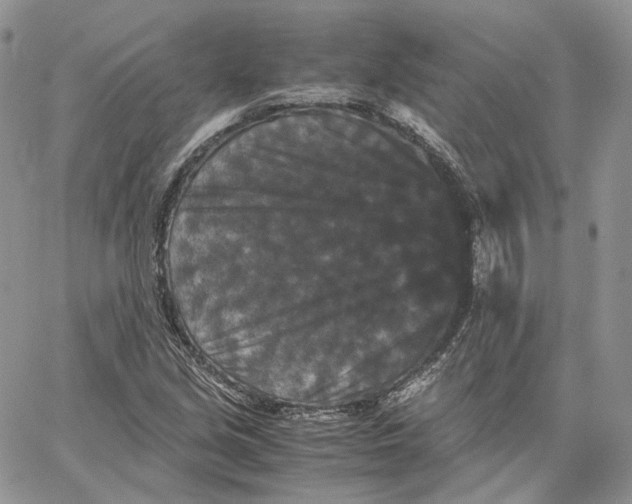 X0000062831213200602031529