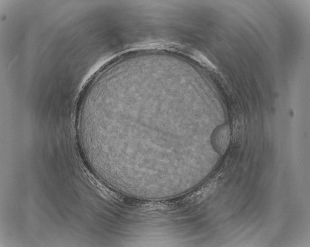 X0000062831216200602031529