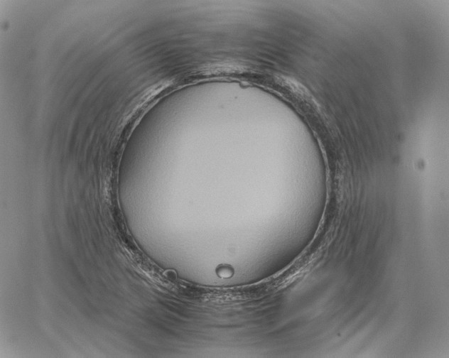 X0000062831217200602031529