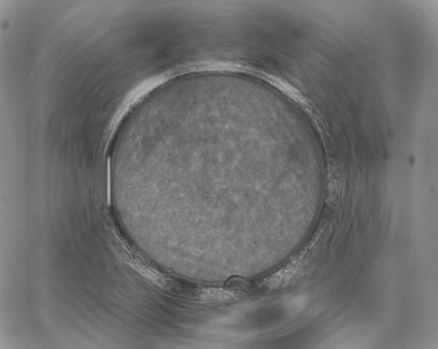 X0000062831223200602031529