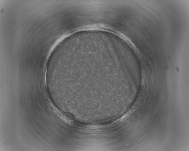 X0000062831224200602031529