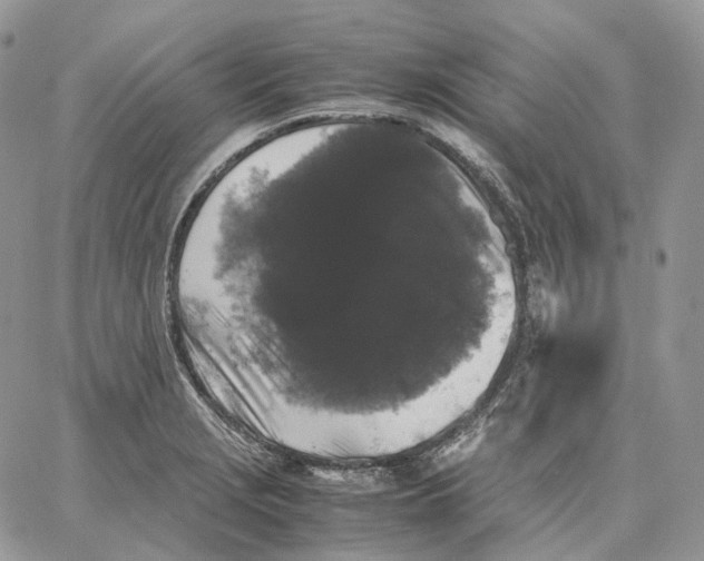 X0000062831229200602031529