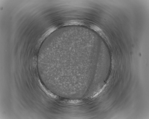 X0000062831233200602031529