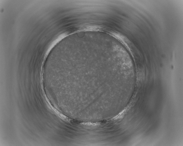 X0000062831235200602031529