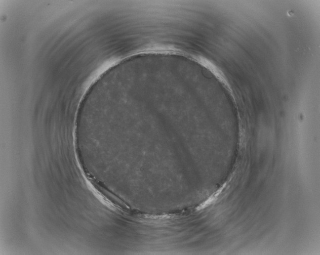 X0000062831237200602031529