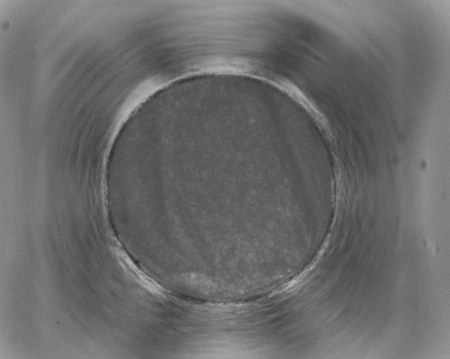 X0000062831240200602031529