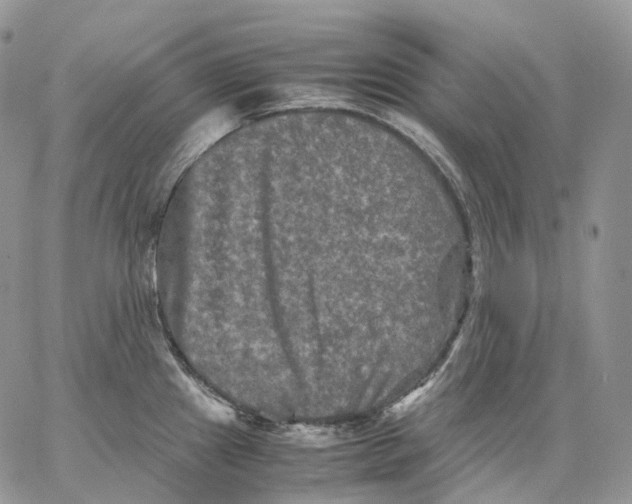 X0000062831241200602031529