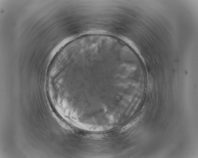 X0000062831245200602031529