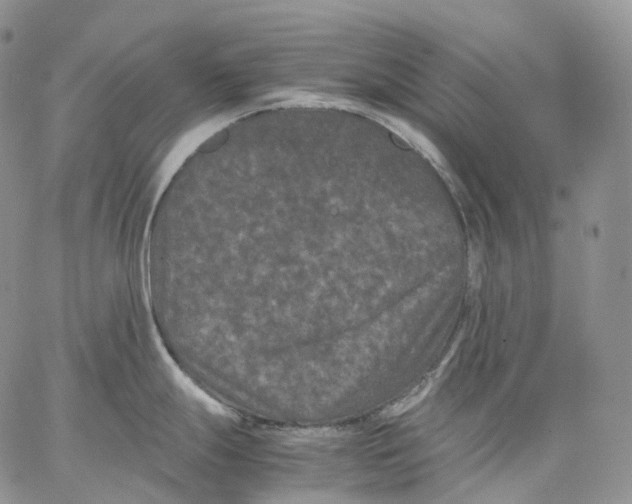 X0000062831247200602031529