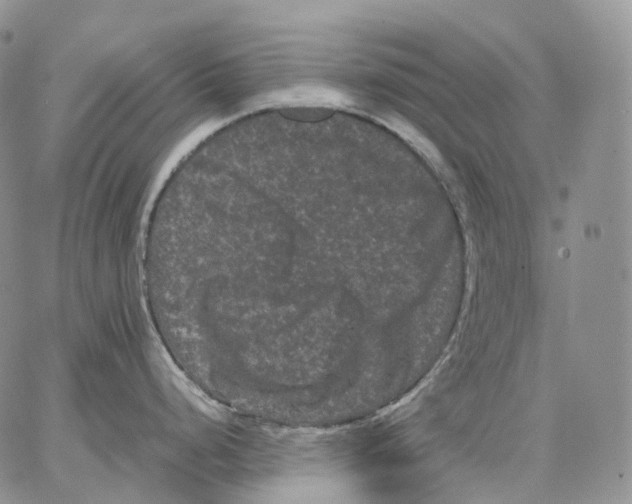 X0000062831248200602031529