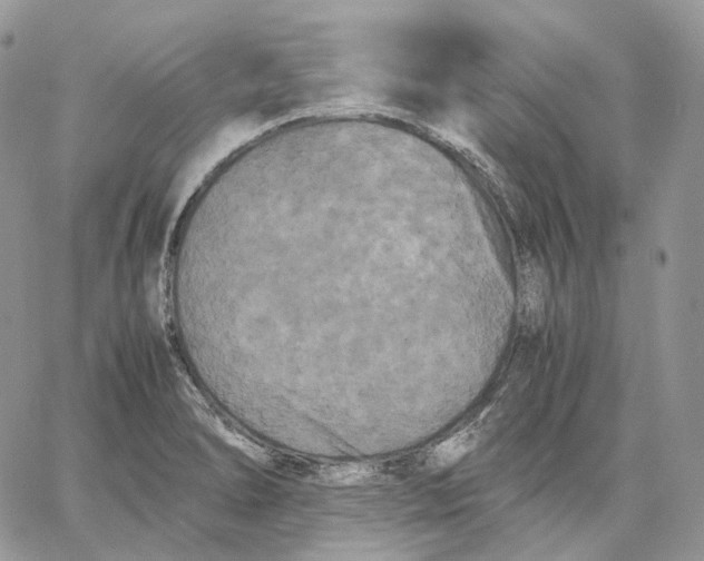 X0000062831278200602031528